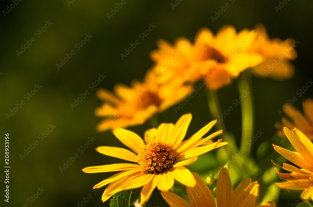 bouquet of bright yellow flowers Heliopsis helianthoides bouquet of bright yellow flowers Heliopsis helianthoides