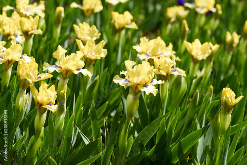 Fototapeta Naklejka Na Ścianę i Meble -  Spring flowering, beautiful yellow flowers, iris