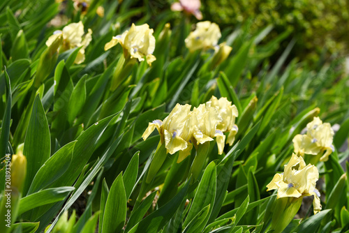 Fototapeta Naklejka Na Ścianę i Meble -  Spring flowering, beautiful yellow flowers, iris