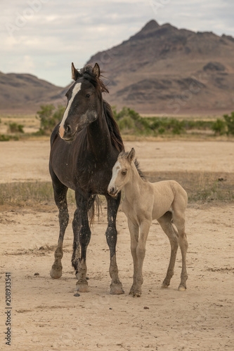 Wild Horse Mare and Foal