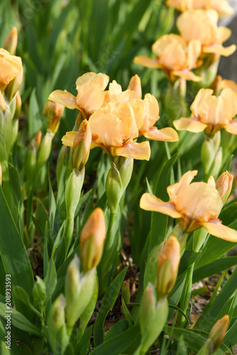 Fototapeta Naklejka Na Ścianę i Meble -  Spring flowering, beautiful pink flowers, iris garden