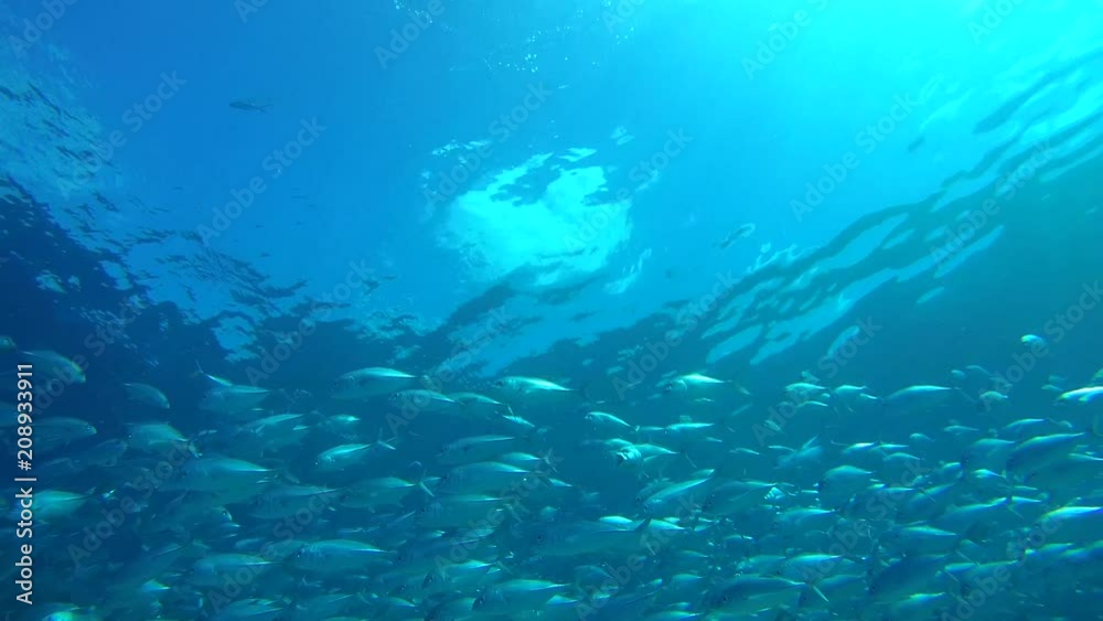 Massive school of bayads swims in the blue water over coral reef, Caranx sexfasciatus - Bigeye trevally, bigeye jack, great trevally, six-banded trevally and dusky jack. Indian Ocean,
Maldives Massive school of bayads swims in the blue water over coral reef, Caranx sexfasciatus - Bigeye trevally, bigeye jack, great trevally, six-banded trevally and dusky jack. Indian Ocean,
Maldives