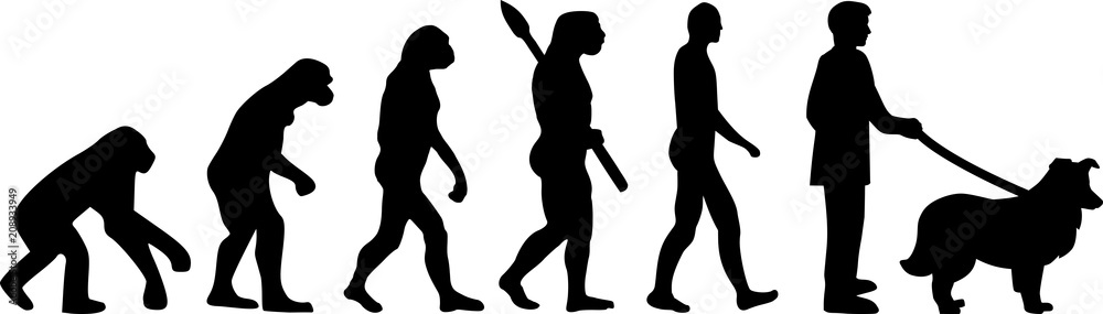 Shetland Sheepdog evolution Shetland Sheepdog evolution