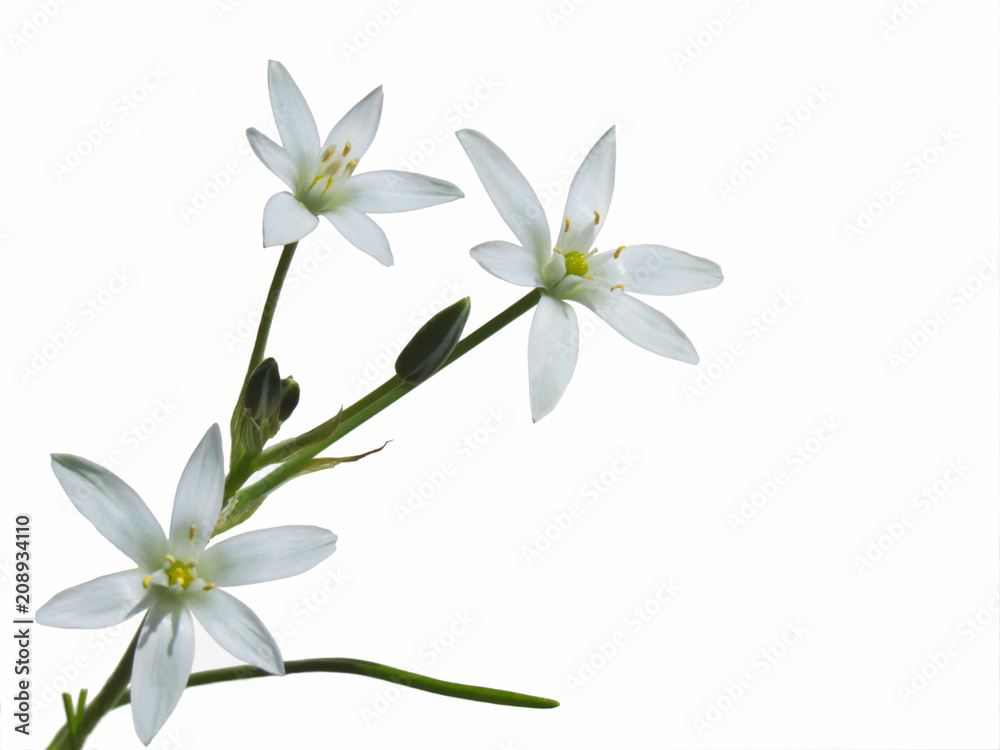 Garden Star-of-Bethlehem flowers on the white background