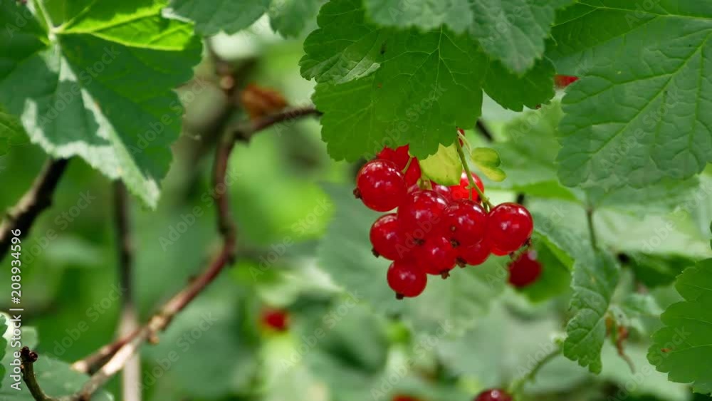 Red Ribes rubrum berries Redcurrant 4k Red Ribes rubrum berries Redcurrant 4k