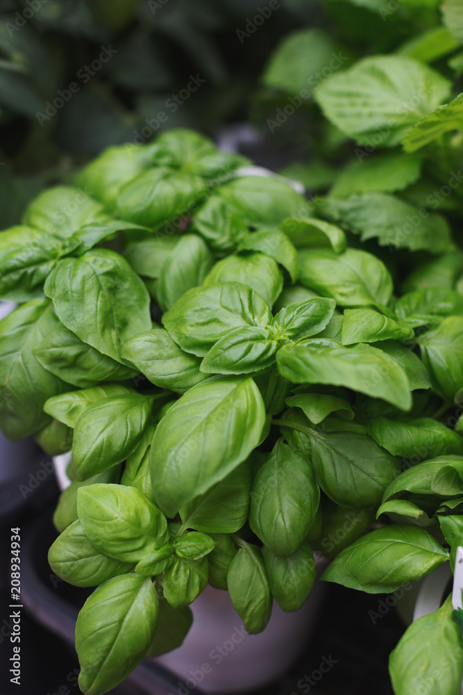 Green fresh basil in the pot. Summer market. Basil leaves Green fresh basil in the pot. Summer market. Basil leaves