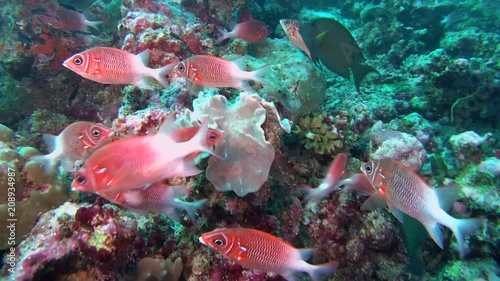  school of Silverspot squirrelfish - Sargocentron caudimaculatum swim near coral reef. Indian Ocean, Maldives, Asia
 photo