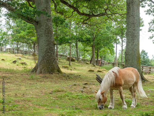 Ardennes horse grazing in the countryside of Smaland, Sweden © rolf_52