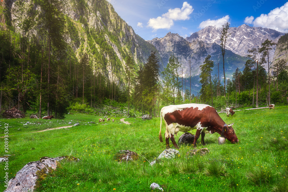 Meadow with cows in Berchtesgaden National Park