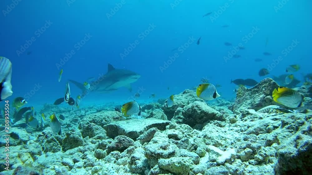 Tiger shark swim over bottom coral reef - Indian Ocean, Fuvahmulah island, Maldives, Asia
Tiger shark swim over bottom coral reef - Indian Ocean, Fuvahmulah island, Maldives, Asia
