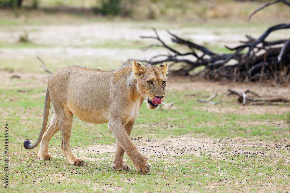 Lioness (Panthera leo krugeri) is walking it the savanna and looking for the rest of the lion pride. Lioness (Panthera leo krugeri) is walking it the savanna and looking for the rest of the lion pride.