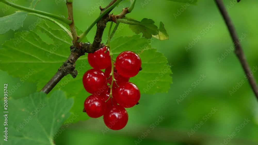 Red Ribes rubrum berries Redcurrant 4k