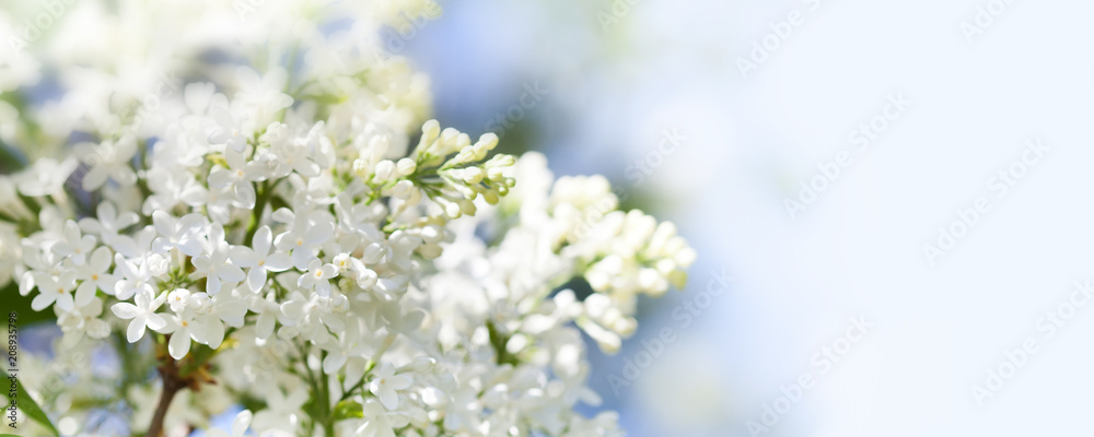 Beautiful spring time floral background with blossoming common Syringa vulgaris lilacs bush white cultivar. Springtime landscape with bunch of tender flowers. lily-white blooming plants, copy space