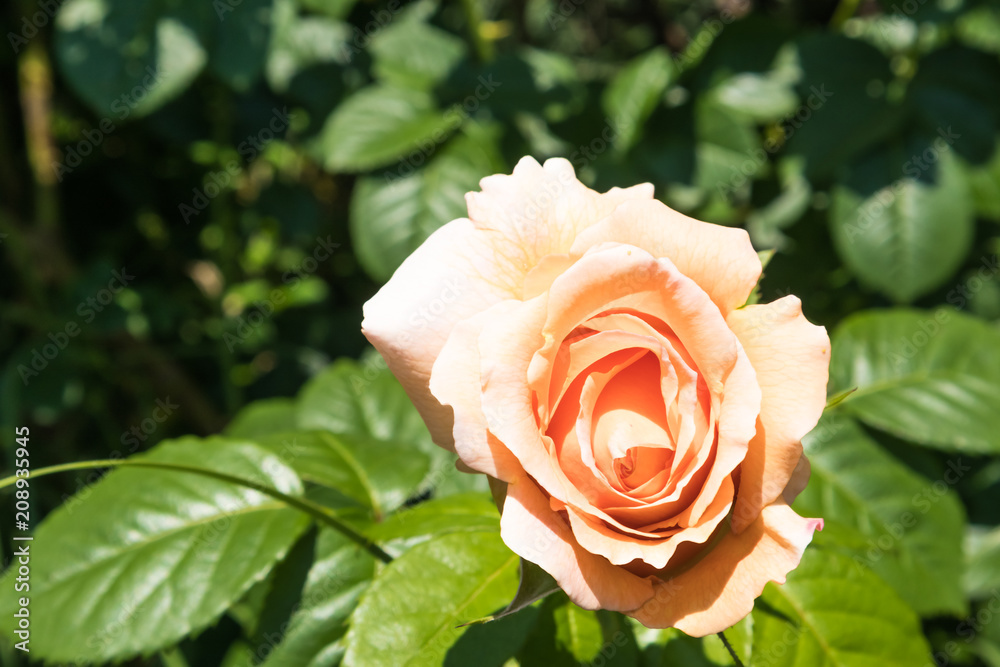 Flowering rose in the bush light of the sun close-up, selective focus Flowering rose in the bush light of the sun close-up, selective focus