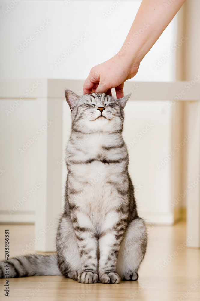 Obraz premium Kot jest głaskany