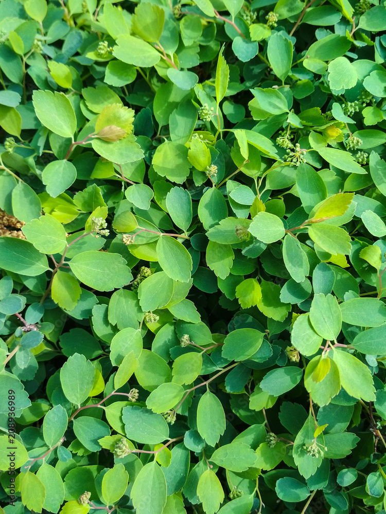 Green leaves on spring bush. Summer sunny day. Vertical photo. Green leaves on spring bush. Summer sunny day. Vertical photo.