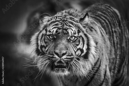 Tiger front view staring and looking straight ahead monochrome black and white image