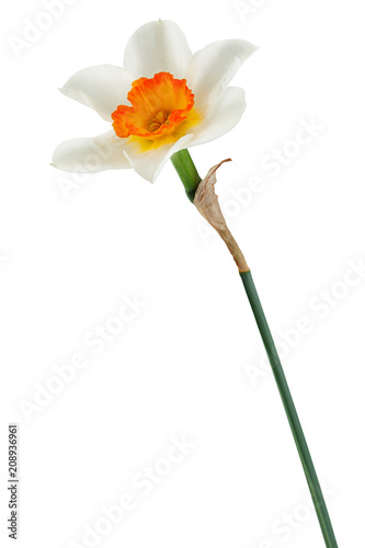 Fototapeta Naklejka Na Ścianę i Meble -  Narcissus spring flower on white