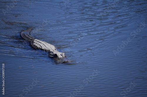 Alligator Swimming photo