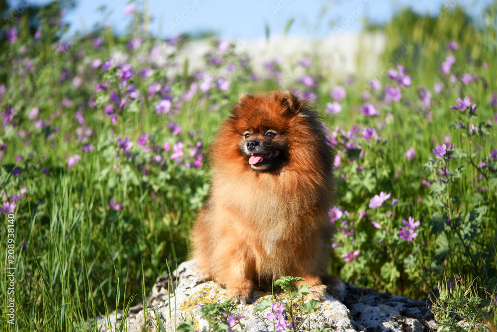 Beautiful fluffy dog sitting on a rock among wildflowers, Spitz - obrazy, fototapety, plakaty 