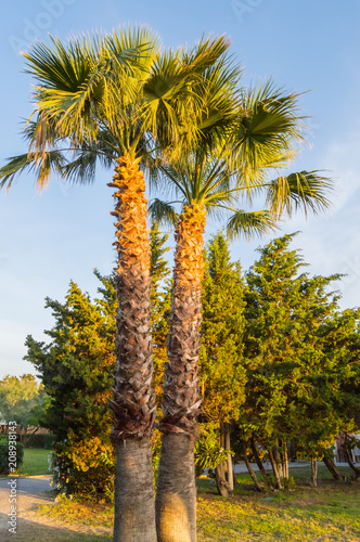 Two palm trees in a park in the city of Campofelice photo