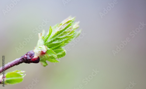 Simplicity conceptual photo. Beautiful soft tender spring tree branch fresh green leaf. Shallow depth of field, selective focus