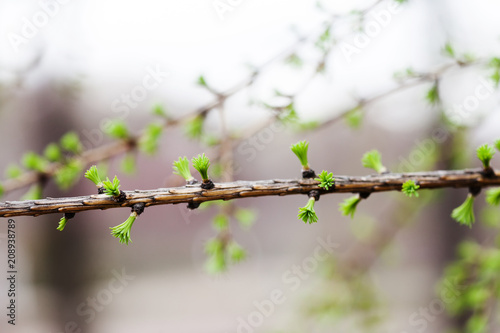 Greenery fir tree branch with buds and small needles. Spring forest landscape. Close-up, shallow depth of field, soft focus.