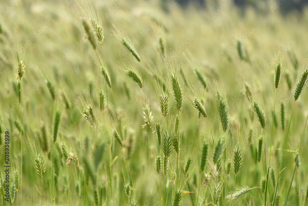 Spikelets of grass in the field Spikelets of grass in the field