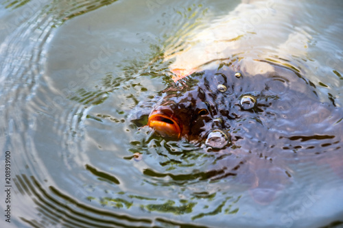 Black Koi fish (nishikigoi) swimming in pond with eating feed