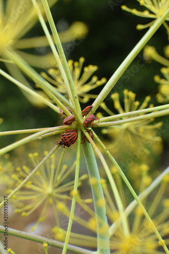 minstrel bugs on fennel plant photo