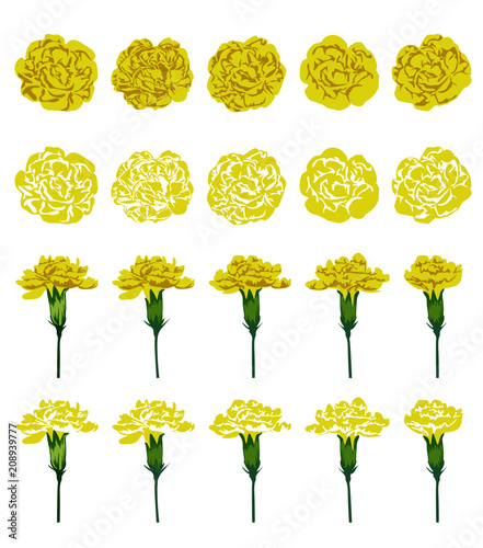 Set of yellow carnation flowers vector illustrations