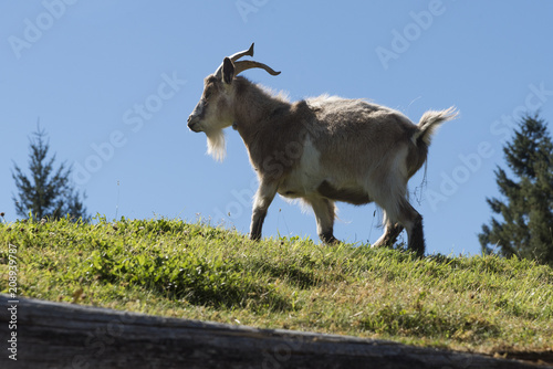 Goat on a grass roof, Old Country Market, Coombs, Vancouver Island, British Columbia, Canada photo