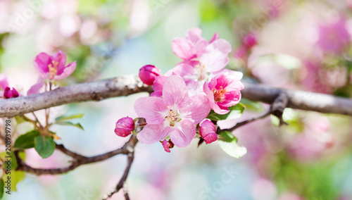 Apricot tree flower blossom macro view. Blossoming pink petals fruit tree branch, tender blurred bokeh background. Shallow depth of field, copy space