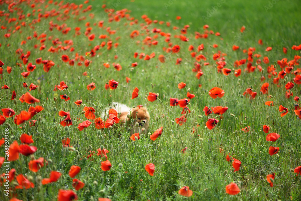 A beautiful fluffy dog makes his way through the tall flowers on the poppy field