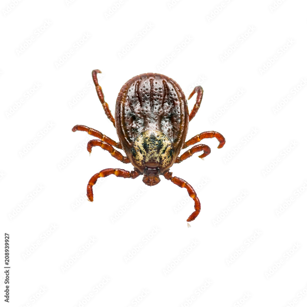 Encephalitis Virus or Lyme Disease Infected Tick Arachnid Insect Pest Isolated on White Background Encephalitis Virus or Lyme Disease Infected Tick Arachnid Insect Pest Isolated on White Background