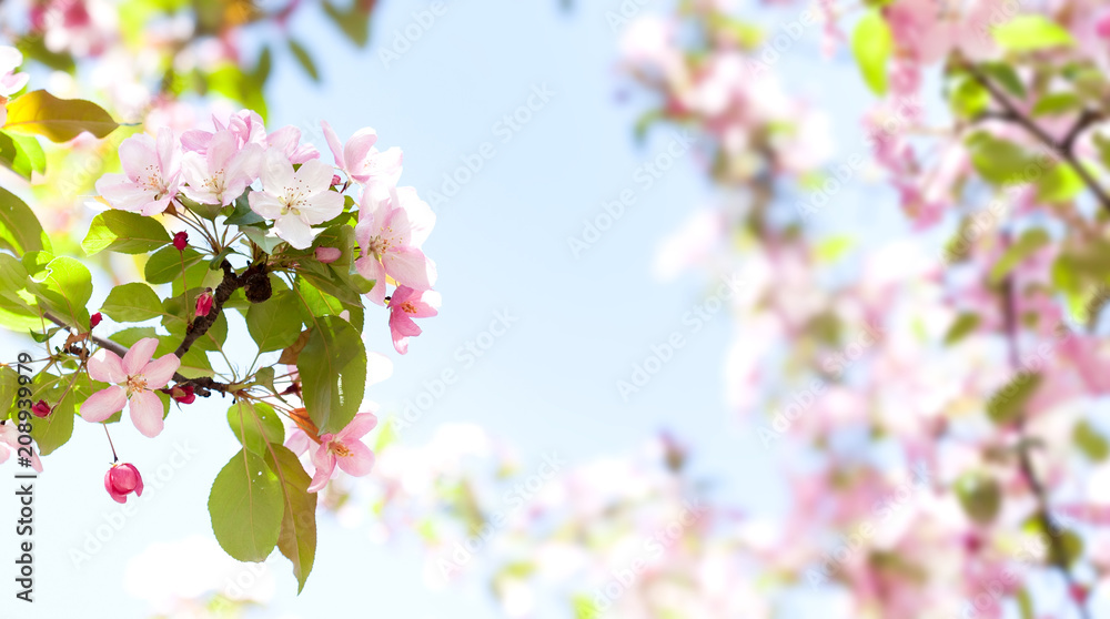 Beautiful spring floral nature landscape. Blossoming fruit tree branch in the garden, pink petal flowers in the rays of sunlight. Soft focus, beautiful bokeh. Copy space.
