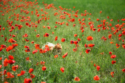 A beautiful fluffy dog makes his way through the tall flowers on the poppy field