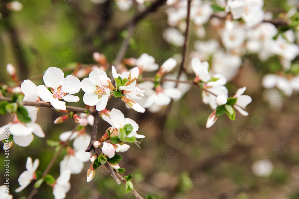 Branches with blooming flowers on blurred background Branches with blooming flowers on blurred background