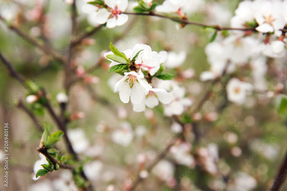 Branch with blooming flowers on blurred background Branch with blooming flowers on blurred background