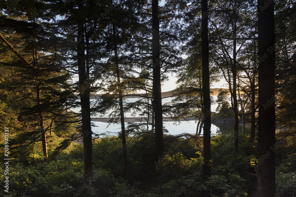 Trees in a forest overlooking Tonquin Beach, Tofino, Vancouver Island, British Columbia, Canada Trees in a forest overlooking Tonquin Beach, Tofino, Vancouver Island, British Columbia, Canada