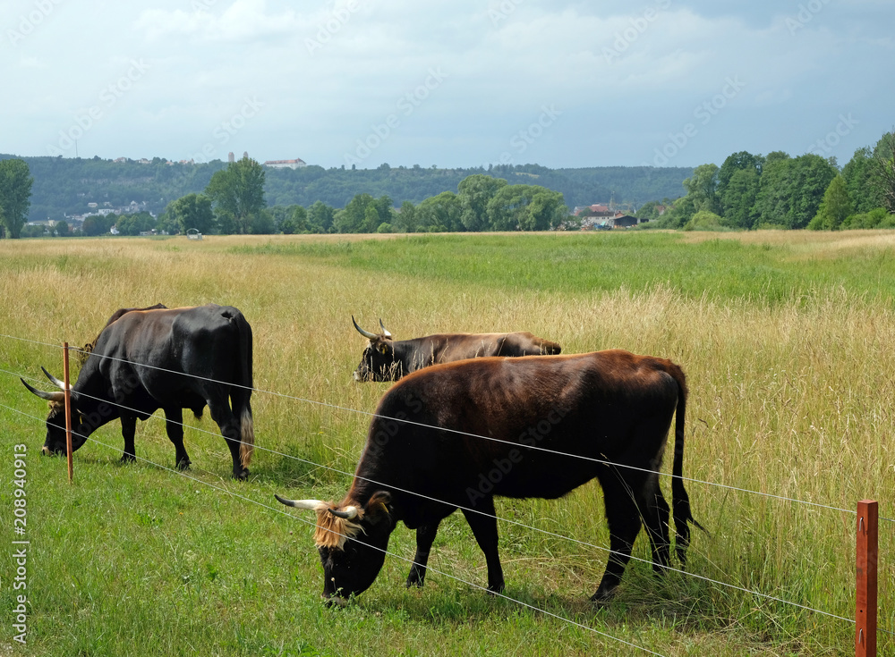 Schwarze Hochlandrinder