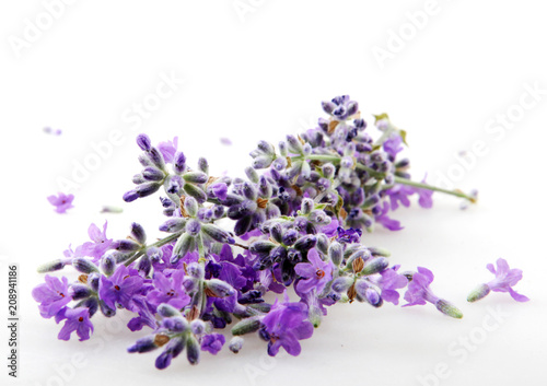 Lavandula Angustifolia Isolated On White Background 