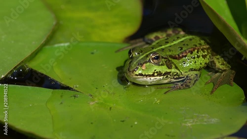 European green frog seen from the front sitting on a water lily leaf turns around and swims away