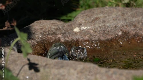 Cute little juvenile blue bird enjoys bathing in a small birdbath with fountain 