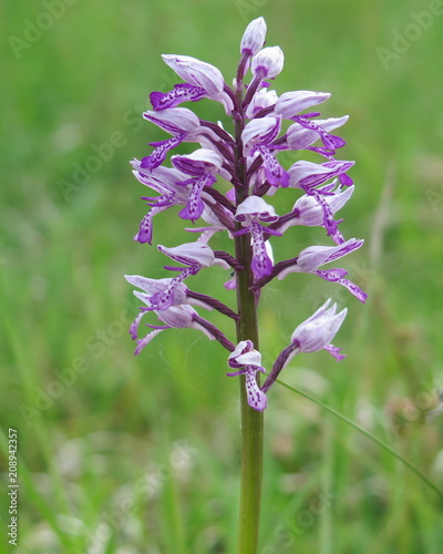 wilde Orchideen