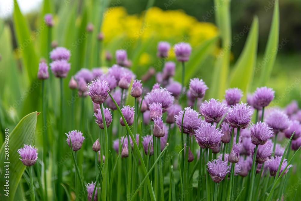 アサツキの花 Stock 写真 Adobe Stock