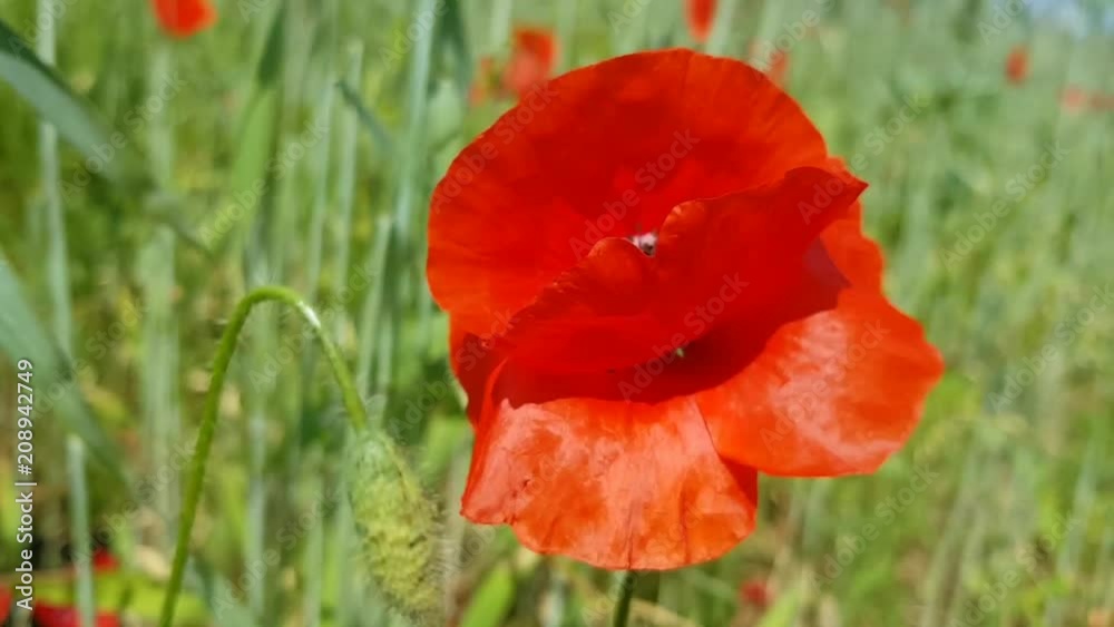 Poppy flower swings from a strong gust of wind. Poppy field in Russia. Then spikelets and grass Poppy flower swings from a strong gust of wind. Poppy field in Russia. Then spikelets and grass