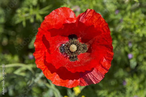 Fototapeta Naklejka Na Ścianę i Meble -  Mohnblume - Blüte
