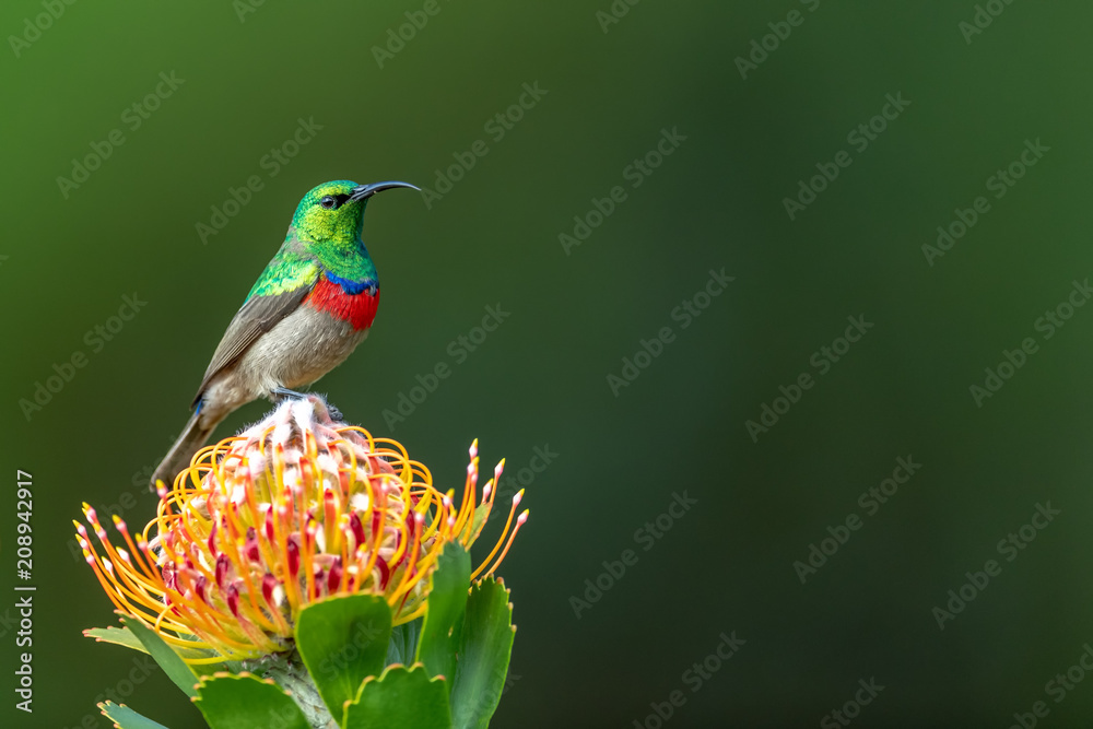 Stockfoto med beskrivningen Southern double-collared sunbird or lesser  double-collared sunbird (Cinnyris chalybeus) - Kleinrooibandsuikerbekkie |  Adobe Stock