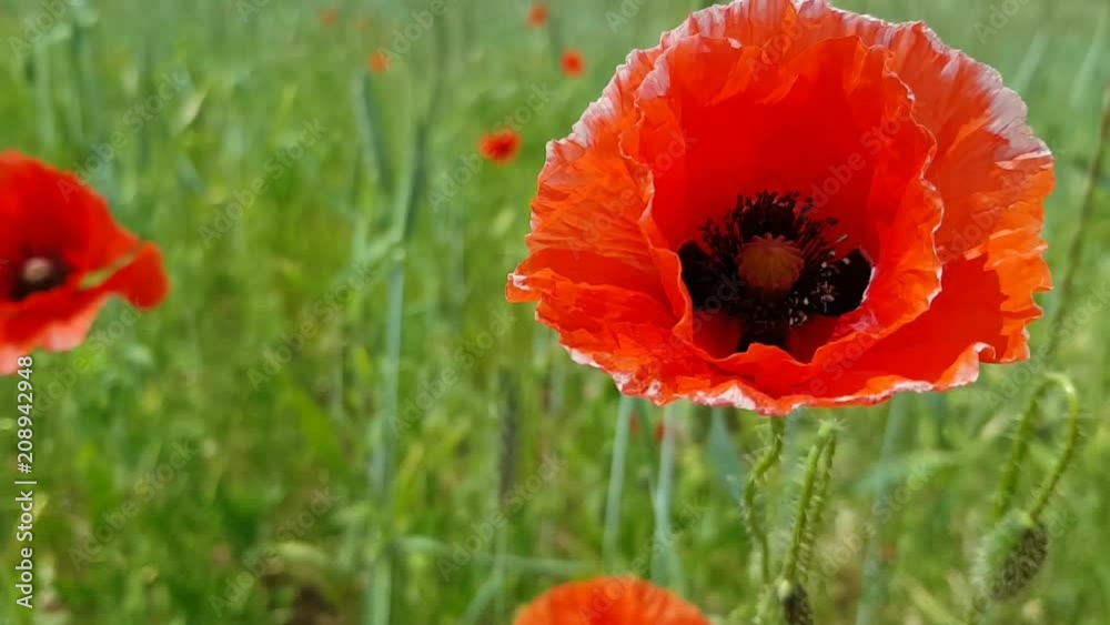 A large red poppy flower with a black core sways in the wind. By flies insect